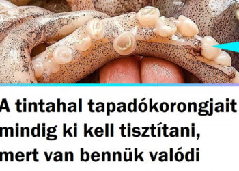 16 személy, akik olyan dolgokat láttak, hogy nem akartak hinni a saját szemüknek