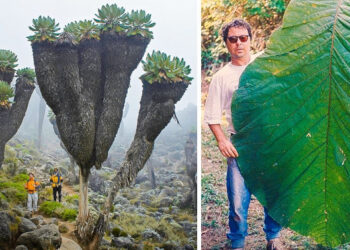 15 felvétel, amelytől úgy fogod érezni magad, mint egy apró hangya