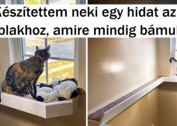 20 bámulatos állat, akik megtalálták emberi lelki társukat