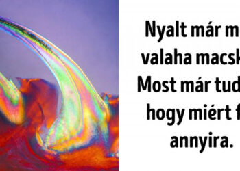 16 mikroszkóp alatt készült kép, mely úgy mutatja be a körülöttünk lévő világot, ahogy sosem láthattuk még korábban