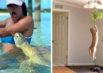 19 alkalom, mikor az állatok váratlanul megmutatták a gonosz énjüket