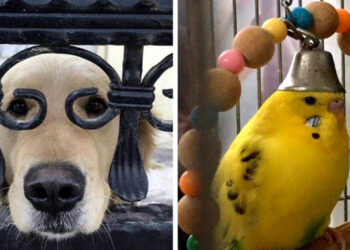 17 felvétel állatokról, akik a humoros bohóckodásukkal alaposan feldobták a gazdáik napját