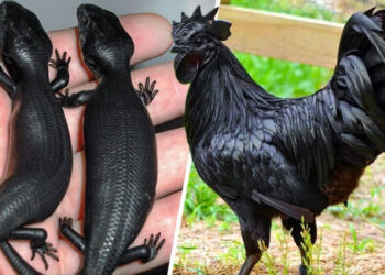 17 felvétel, amely bebizonyítja, hogy a világ még mindig tele van csodálatos dolgokkal