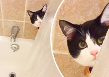 20 ragaszkodó háziállat, akik soha nem akarják magukra hagyni a gazdájukat