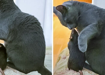 20+ váratlan állatbarátság, ami bizonyítja, hogy a szeretet nem ismer határokat