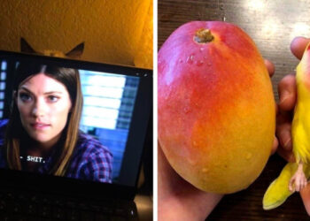 19 tökéletes fénykép, amelyen minden a lehető legjobban illeszkedik egymáshoz