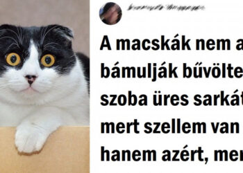 15+ tény a macskákról, amik váratlan oldalukról mutatják be ezeket a bolyhosokat
