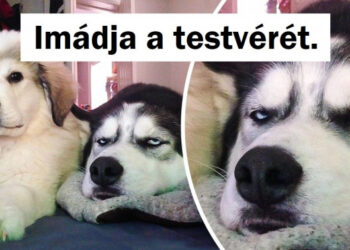 20+ kutya, akik tökéletesen boldogok voltak, amíg egy újabb könyök érkezett a házhoz