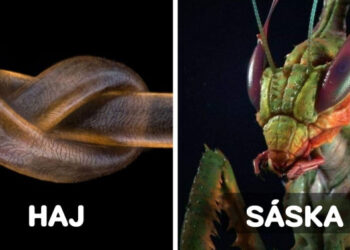 20 csodálatos makrofotó, mely lehetővé teszi, hogy szokatlanul közelről lássuk a hétköznapi dolgokat