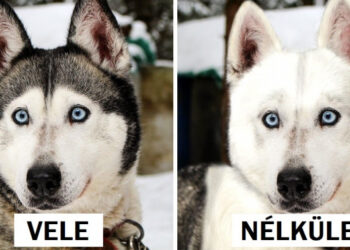 Így nézne ki 20 állat az ikonikus mintázatuk nélkül