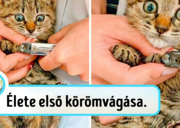 20 macsek, akikben több az érzelem, mint egy romantikus dráma főszereplőiben