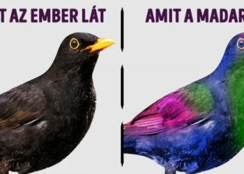 21 izgalmas tény, amely után totálisan más szemmel nézel a világra