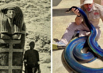 17 kép olyan tárgyakról, állatokról és jelenségekről, amelyek méretei bárkit meglepetésként érnek