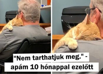 20+ személy, aki azt mondta, hogy soha nem lesz kiskedvenc a házában