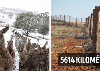 16 meglepő tény Ausztráliáról, mely igazolja, hogy nem teljesen olyan, mint képzeltük