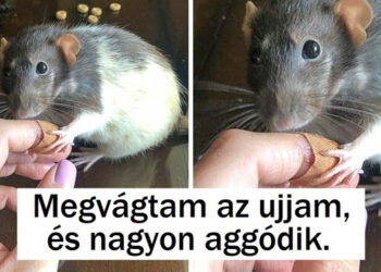 22 fénykép, mely bizonyítja, hogy az állatok és az emberek közötti kötelék erősebb az acélnál