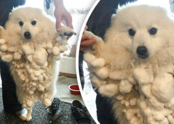 15+ felvétel, mely megmutatja az állatok és a hó vidám kapcsolatát