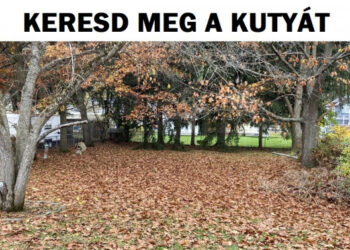 Teszt: Megtalálod a rejtett állatot vagy tárgyat? Bizonyítsd be, hogy sasszemed van