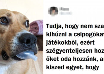 15 háziállat, aki totálisan jól szerepelne a „jó fiúk” versenyén