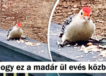 15 felvétel, ami igazolja, hogy az anyatermészet szeret jó műsort felmutatni