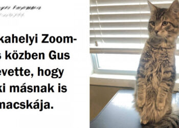 15 fénykép, ami bebizonyítja, hogy a macskák uralják ezt a világot