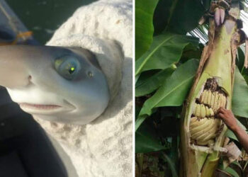 24 ritka dolog és jelenség, amelyet csak minden milliomodik ember láthat személyesen