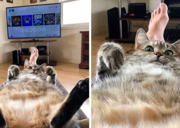 20 fénykép, ami bebizonyítja, hogy az állatok és az emberek legalább annyira elválaszthatatlanok, mint egy érme két oldala