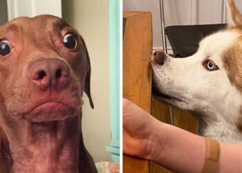 20+ állat, akinek fogalma sincs, milyen imádnivalóan butus