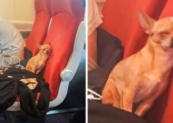 20+ bolyhos útitárs, akire senki sem számított, hogy összefut vele az útján