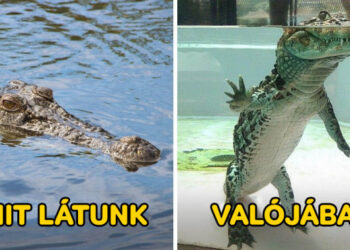 22 kép azoknak, akik úgy gondolják, hogy őket már semmi sem tudja meglepni