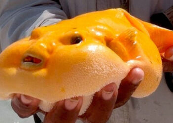 19 elképesztő állat, mely titokban emberi tulajdonságokkal rendelkezik