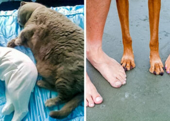 25 háziállat, akik lemásolták a gazdájuk személyiségét