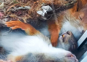 15 felvétel, amik megmutatják, hogy az állatok pontosan ugyanúgy tudnak viselkedni, mint az emberek