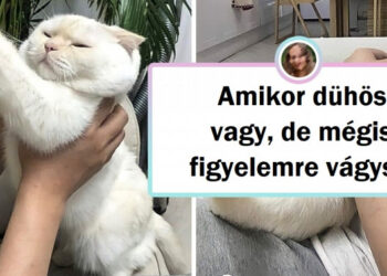 15 különleges háziállat, akiknek a bája levesz a lábadról
