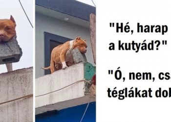 20+ fénykép, ami igazolja, hogy az élet az állatokkal soha nem unalmas