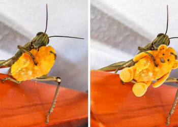 14 alkalom, mikor a Photoshop-csaták elszabadultak, és a kreativitás új szintjét adták hozzá