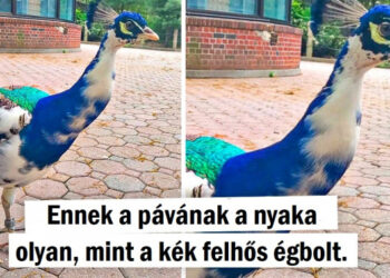 15+ fénykép, melyek bebizonyítják, hogy az anyatermészet lenne a legjobb diák bármelyik dizájniskolában