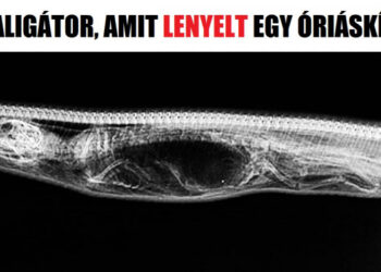 26 elragadó felvétel, amelyet nehéz elfelejteni