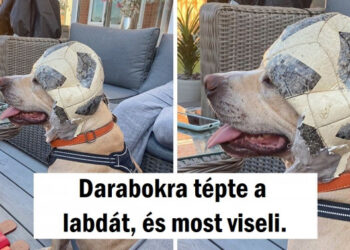 15 állat, aki nem hajlandó “jó fiúként és lányként” ismertté válni