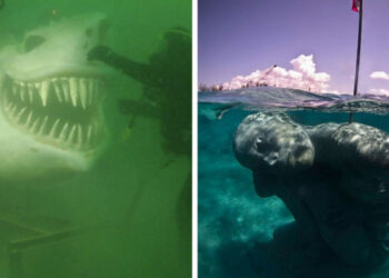 17 fénykép olyan furcsa víz alatti tárgyakról, melyek bárkit képesek halálra rémíteni