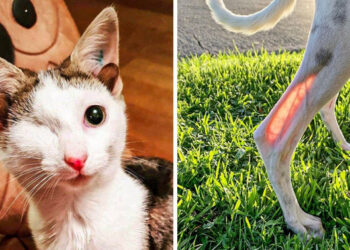 18 alkalom, mikor az állatokat egyedi tulajdonsággal emelték ki