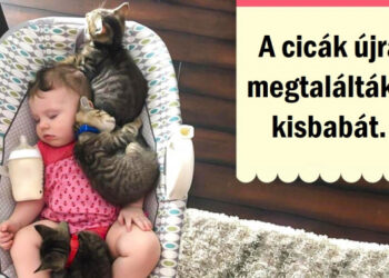 15 házikedvenc, akik miatt mindent eldobnál, hogy összebújhass velük