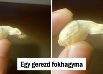 15 alkalom, mikor a természet totálisan másnak álcázta magát