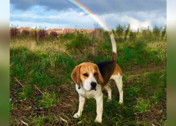 17 kép, amely igazolja, hogy a tökéltes pillanatok mindig egészen véletlenül születnek