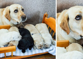 20 kép, amely pontosan azt a pillanatot örökítette meg, mikor a szőrmók szülőknek elfogyott a türelme