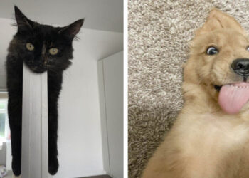 20 furcsa helyzet, mikor a gazdik túlságosan meg akarták kérdezni a kedvencüktől: “Veled minden oké?”