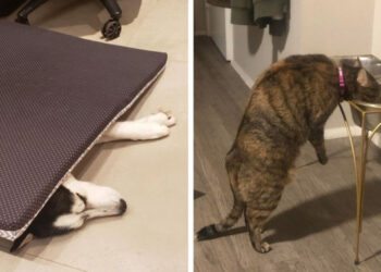 16 kép, mely igazolja, hogy a háziállatoknak sajátos logikájuk van, és ezt elég nehéz megérteni