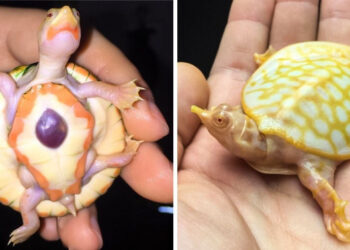 14 kép albínó teknősökről, akik élő bizonyítékai a természet végtelen kreativitásának