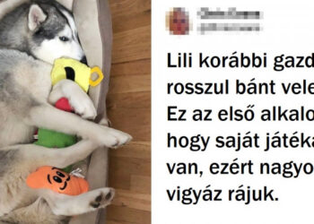 20+ állat, akik semmi jóra nem számítottak, azonban az élet meglepte őket