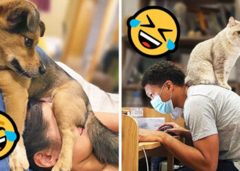 19 állat, akik szerint minden hely kiváló egy kis pihenésre